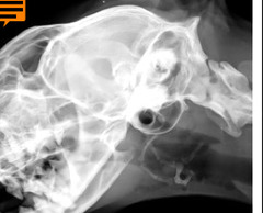 <p>Is this normal or abnormal?</p>