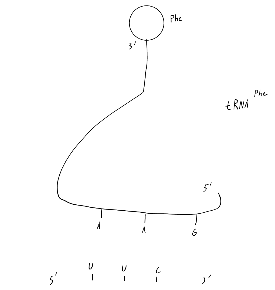 <p>At the molecule’s 5’ end is an anticodon for its corresponding amino acid. This flat chain curves up until the 3’ end, where the temporary covalent bond with the amino acid will form</p>