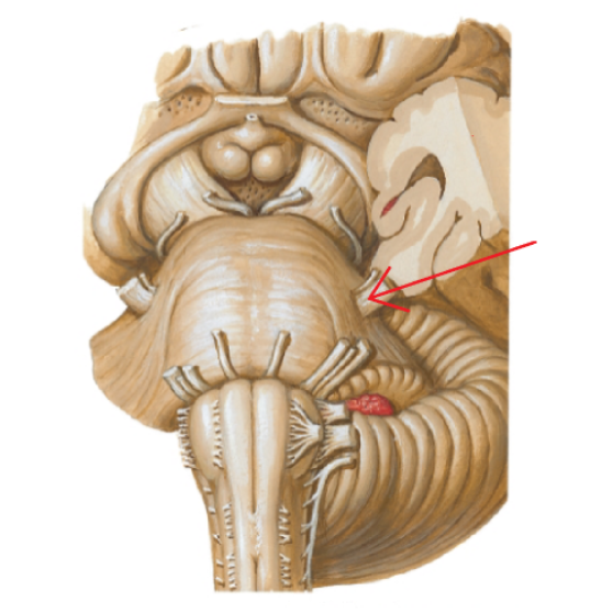 <p>Cranial nerve V</p>