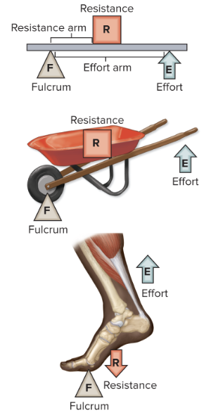 <p>resistance between fulcrum and effort</p>