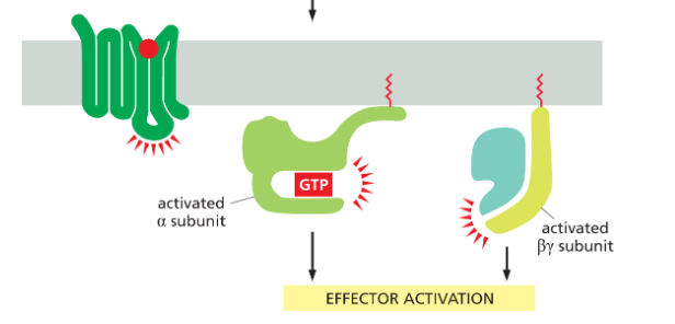 <p><span>When an extracellular signal molecule binds to its receptor, the altered receptor activates a G protein by causing the α subunit to decrease its affinity for GDP, which is then exchanged for a molecule of GTP.</span></p><ul><li><p><strong>so receptor is the GEF for the G-protein!!</strong></p></li></ul><p>alpha subunit binds GTP and dissociates from beta and gamma subunit</p><ul><li><p>beta and gamma units remain associated</p></li><li><p>the 2 diff complexes r both active and interact w different targets</p></li></ul><p></p>