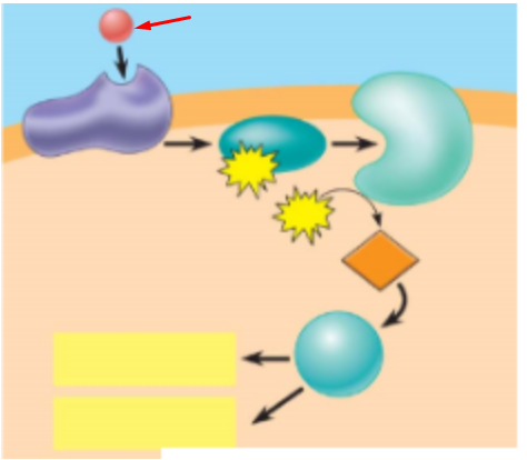 <p>define + what is happening</p>
