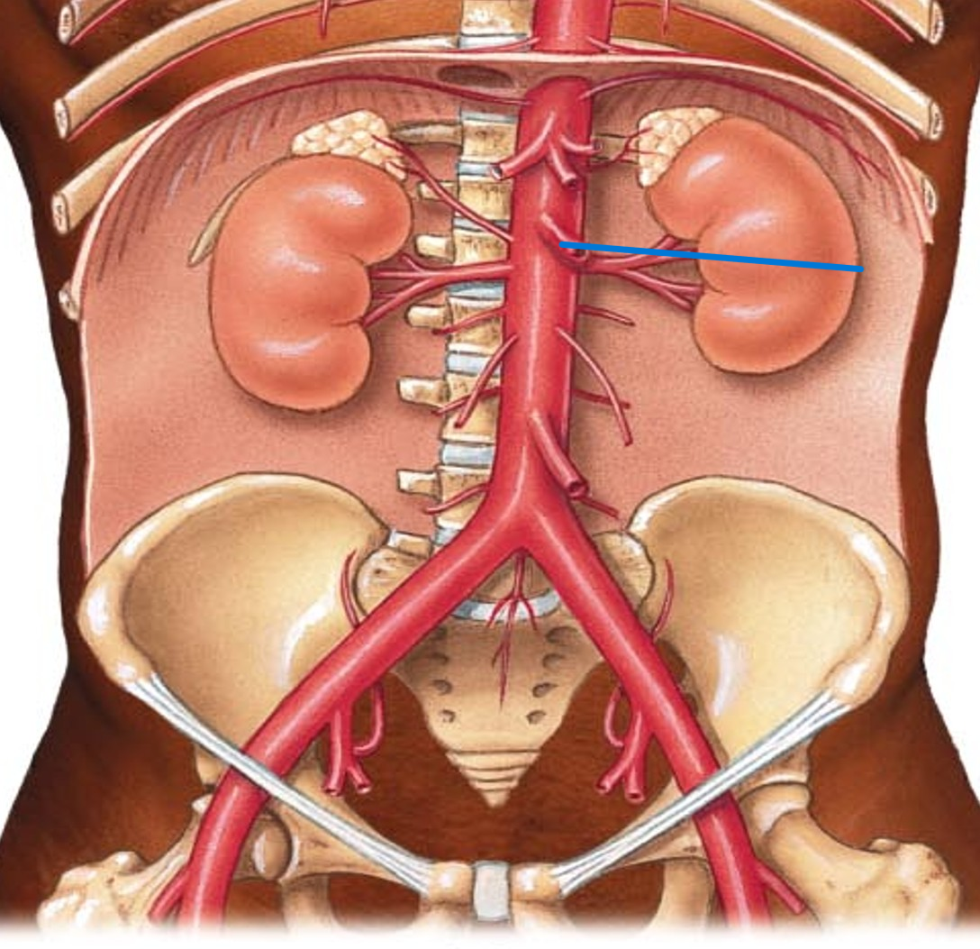 <p>Name the artery</p>