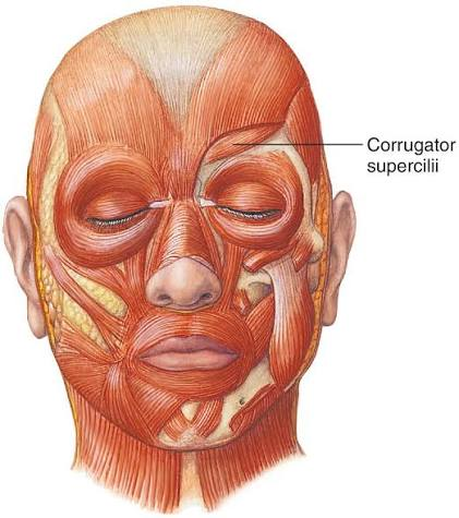 <p><span style="color: rgb(0, 255, 242);"><strong>Corrugator</strong></span> <span style="color: rgb(253, 0, 255);"><strong>supercilii</strong></span></p>