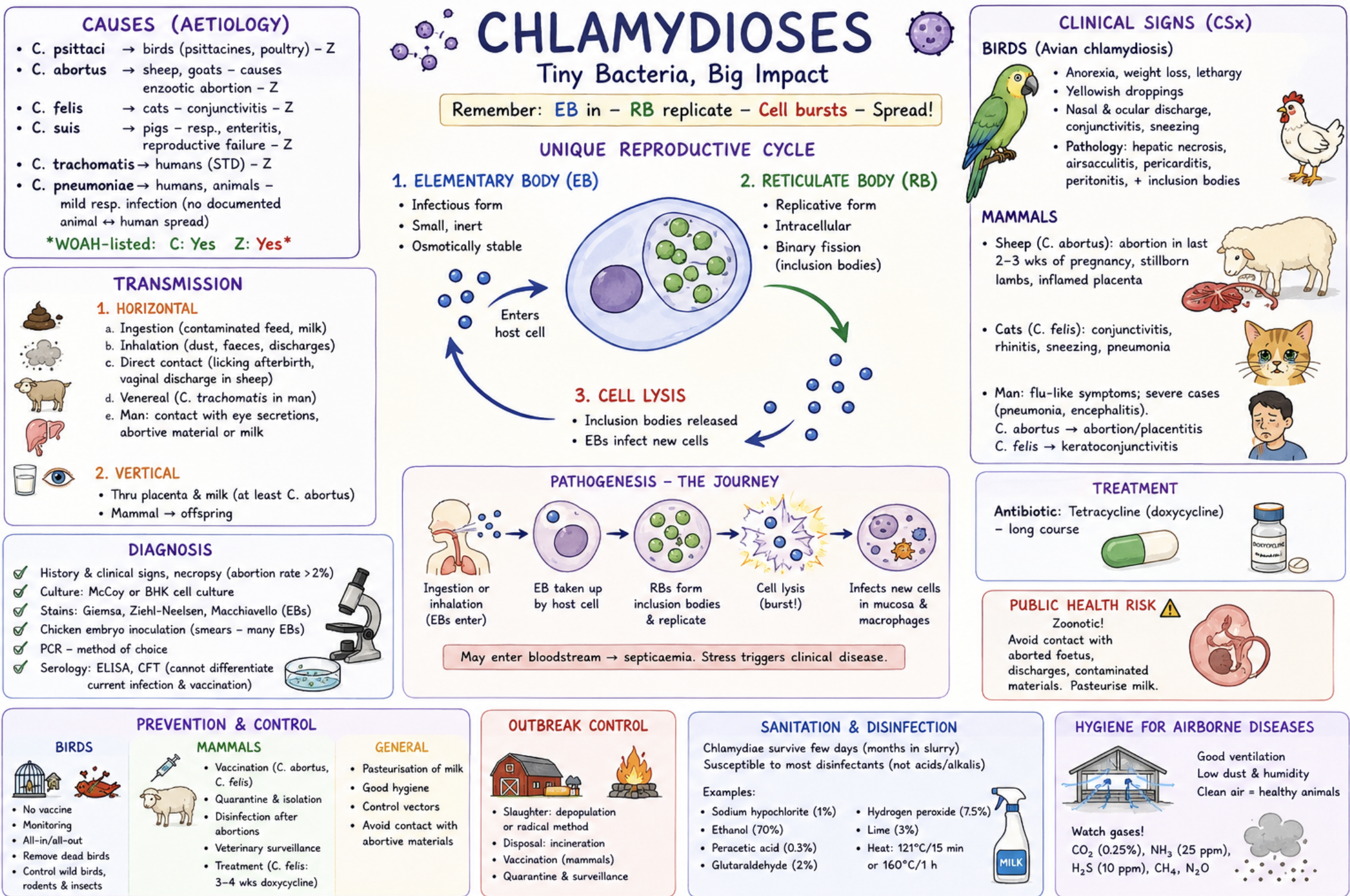 <p><span style="color: red;"><strong>WOAH-listed:</strong> Yes* <strong>C:</strong> Yes <strong>Z:</strong> Yes*</span></p><p>Aetiology</p><p>* <strong>Chlamydia psittaci</strong> → birds (avian chlamydiosis), zoonotic</p><p>* <strong>C. abortus</strong> → sheep/goats, enzootic abortion, zoonotic</p><p>* <strong>C. felis</strong> → cats, conjunctivitis</p><p>* <strong>C. suis</strong> → pigs, respiratory/enteric/reproductive disease</p><p>* <strong>C. trachomatis</strong> → humans (STD)</p><p>* <strong>C. pneumoniae</strong> → mild respiratory infection in humans</p><p>Unique reproductive cycle</p><p>* <strong>Elementary body (EB)</strong> = infectious, small, metabolically inert</p><p>* <strong>Reticulate body (RB)</strong> = intracellular replicative form</p><p>EB enters host cell → RB replicates in inclusion bodies → cell lysis → spread</p><p><u>Epizootiological situation</u></p><ul><li><p>Worldwide distribution</p></li><li><p>Avian chlamydiosis common in psittacines & poultry</p></li><li><p>Reported in <strong>Norway in 2019</strong></p></li><li><p>Enzootic abortion of sheep is endemic in UK, France, Spain, Germany</p></li><li><p>An important cause of<strong> abortion in sheep in Europe</strong></p></li></ul><p>Transmission</p><p><strong>Horizontal:</strong></p><ul><li><p>Inhalation of dust/faeces/discharges</p></li><li><p> Ingestion</p></li><li><p>Direct contact with afterbirth/vaginal discharge</p></li><li><p>Venereal transmission</p></li><li><p>Milk ingestion</p></li></ul><p><strong>Vertical:</strong></p><ul><li><p> Placenta & milk (especially C. abortus)</p></li></ul><p> Pathogenesis</p><ul><li><p>Inhalation/ingestion → EB enters host cell → RB replication → cell lysis → infection of mucosal epithelial cells & macrophages → possible septicaemia</p></li></ul><p> Clinical signs</p><p><strong>Birds:</strong></p><ul><li><p>Anorexia, lethargy, weight loss, Yellow droppings, Conjunctivitis, sinusitis, sneezing, Hepatosplenomegaly, airsacculitis, pericarditis</p></li></ul><p><strong>Mammals:</strong></p><ul><li><p>Late-term abortion, Stillborn/weak offspring, Inflamed placenta</p></li><li><p>Cats: conjunctivitis, rhinitis, bronchopneumonia</p></li></ul><p><strong>Humans:</strong></p><ul><li><p>Flu-like illness to severe pneumonia/encephalitis</p></li><li><p>Pregnant women at risk from C. abortus</p></li></ul><p>Diagnosis</p><ul><li><p>History + clinical signs</p></li><li><p>PCR = method of choice</p></li><li><p>McCoy/BHK cell culture</p></li><li><p>Giemsa, Ziehl-Neelsen, Macchiavello staining</p></li><li><p>ELISA, CFT serology</p></li></ul><p>Treatment</p><ul><li><p> Long-course doxycycline/tetracycline</p></li></ul><p><strong><u>a) Prevention & control</u></strong></p><p><strong>Avian:</strong></p><ul><li><p>No vaccine, Monitoring, All-in/all-out, Remove dead birds</p></li></ul><p><strong>Mammalian:</strong></p><ul><li><p>Vaccination (C. abortus, C. felis), Quarantine & isolation, Disinfection after abortions, Veterinary surveillance, Doxycycline treatment</p></li></ul><p>General:</p><ul><li><p>Pasteurise milk, Control rodents, insects & wild birds, Avoid contact with aborted material</p></li></ul><p>Outbreak measures</p><ul><li><p>Depopulation/slaughter, Incineration of carcasses/material, Vaccination in mammals</p></li></ul><p></p><p><strong><u>b) Sanitation & disinfection</u></strong></p><ul><li><p>Sensitive to most disinfectants: Sodium hypochlorite, Ethanol, Peracetic acid, Glutaraldehyde, Hydrogen peroxide, Lime, Heat (autoclave 121°C/15 min), chlorination of water, quick lime on pasture, manure composting</p></li></ul><p><strong><mark data-color="purple" style="background-color: purple; color: inherit;">Hygiene measures against airborne spread</mark></strong></p><ul><li><p><span>Max gases in animal housings: CO2 (0,25%), H2S (10ppm), methane, ammonia (25ppm), N2O (nitrous oxide)</span></p></li></ul><ul><li><p class="MsoNormal" style="text-align: justify;"><span>Air of animal house differ from atmospheric: No UV (disinfection), high humidity (no dehydration of MO), higher dust (carriers of MO), aerosol droplets (carry MO)</span></p></li></ul><ul><li><p class="MsoNormal" style="text-align: justify;">Reduce dust & aerosols</p></li><li><p class="MsoNormal" style="text-align: justify;">Good ventilation</p></li><li><p>Proper humidity: <span> Most airborne bacteria survive better at RH either higher or glower than 50-80% RH range</span></p></li><li><p>Regular manure/bedding removal</p></li><li><p>Adequate animal spacing</p></li><li><p>Biosecurity distances between farms</p></li></ul><p><u>Public health risk assessment:</u> <strong>Important zoonosis. </strong>Avoid contact with aborted foetuses, placentas, discharges, contaminated dust, and unpasteurised milk. Pregnant women should not handle suspected cases.</p><p></p>