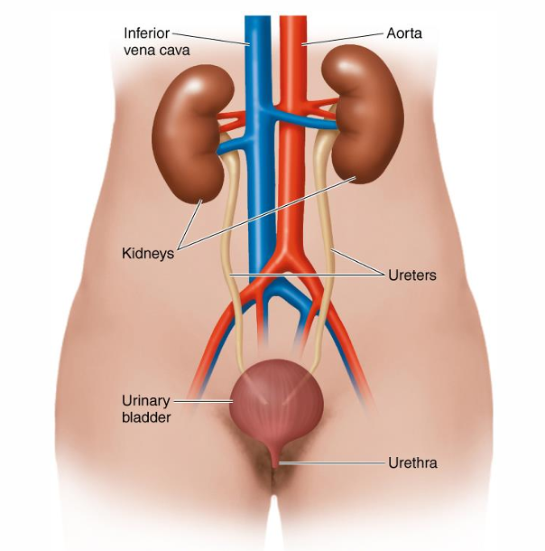 <ul><li><p>Two kidneys</p></li><li><p>Two ureters</p></li><li><p>One urinary bladder</p></li><li><p>One urethra</p></li></ul><p></p>