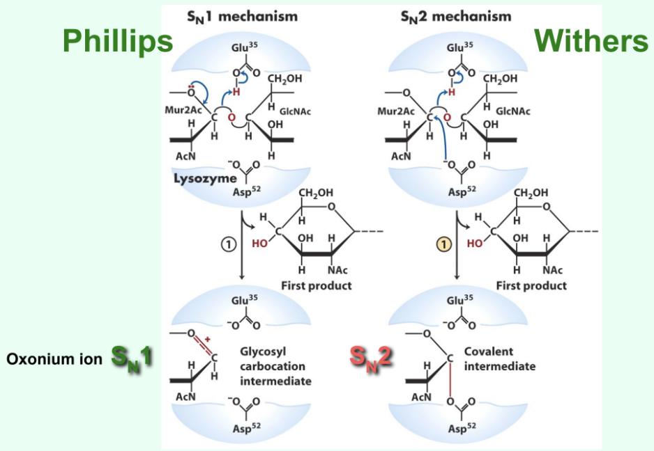 <p>What kind of mechanism is the Phillips mechanism?</p>