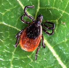 <p>Ixodes</p>