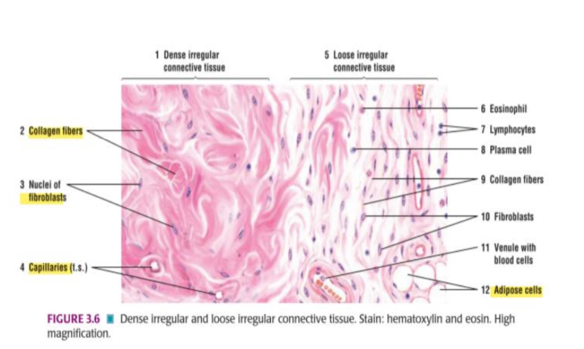 <p>What type of tissue is this?</p>