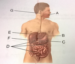 <p>Deoxyribonuclease</p>