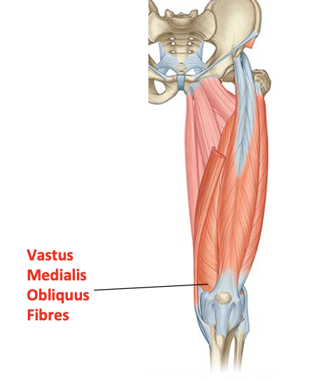 <ul><li><p>Fibres run horizontally</p></li><li><p>Some consider this vastus medialis obliquus muscle</p></li><li><p>Helps track the patella medially</p></li></ul><p></p>