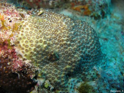<p>Plocoid coral characterized by exsert, distanced small corallites (< 10 mm) and a developed paliform lobe.</p>