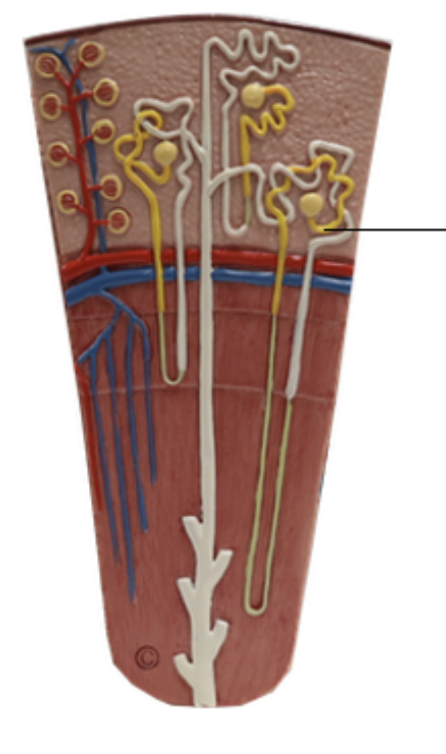 <p>Proximal convoluted Tubule (PCT)</p>