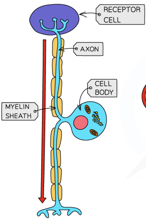 <p>neuron + function + location</p>