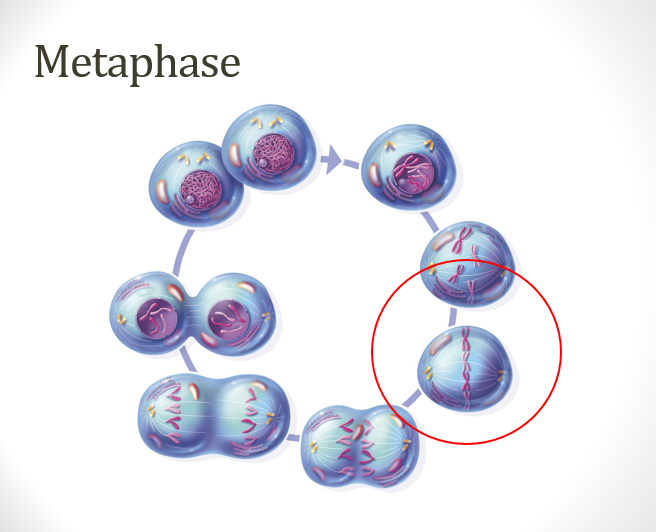 <p><strong>chromosomes </strong>move to <strong>center </strong>of cell</p><p>centromeres on <strong>align </strong>on <strong>equator</strong></p><p>spindle <strong>fibres attach </strong>to the <strong>centromeres</strong></p>