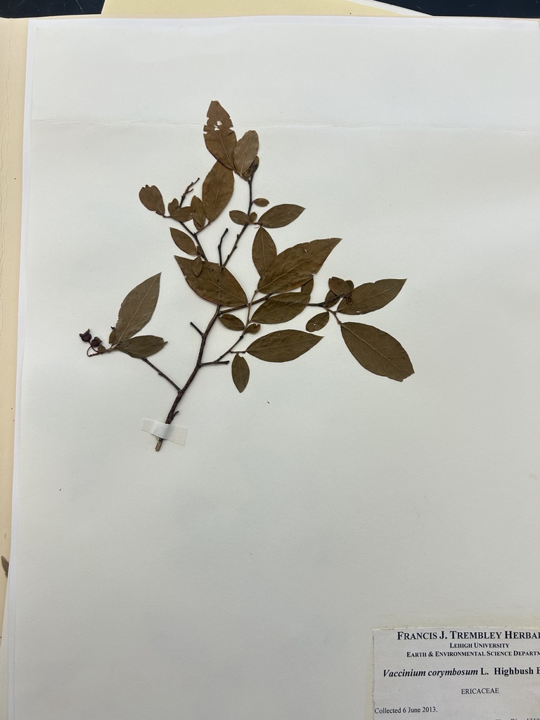<p>Highbush blueberry</p>