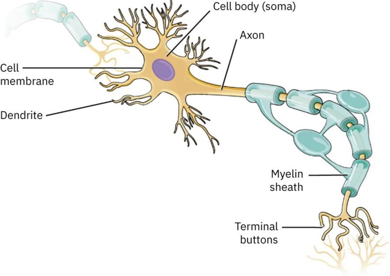 <p>Axon terminals</p>