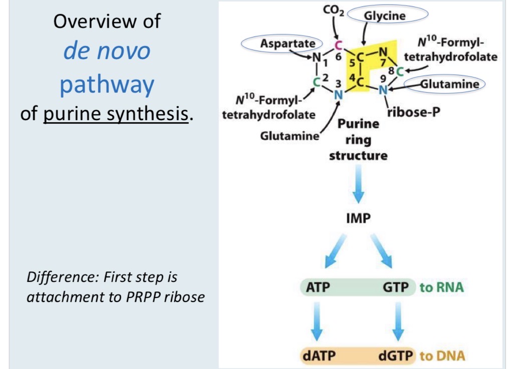 <p>Process of building the purine ring DIRECTLY upon a ribose-5-phosphate foundation, mainly in the liver. It involves a pathway to form Inosine Monophosphate (IMP), which is then converted into Adenosine Monophosphate (AMP), or Guanosine Monophosphate (GMP). It uses amino acids (glycine, glutamine, aspartate), CO2, and folate derivatives, primarily regulated by PRPP synthase and glutamine-PRPP amidotransferase</p>