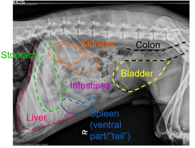 <p>Green = stomach</p><p>Pink = liver</p><p>Orange = kidneys</p><p>Blue = spleen (ventral part)</p><p>Black = colon</p><p>Yellow = bladder</p><p>Middle = intestines</p>