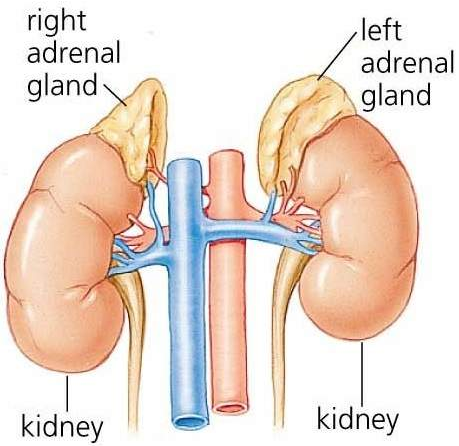 <p>Paired bean shaped glands in dorsal abdomen, craniomedial to kidneys </p>
