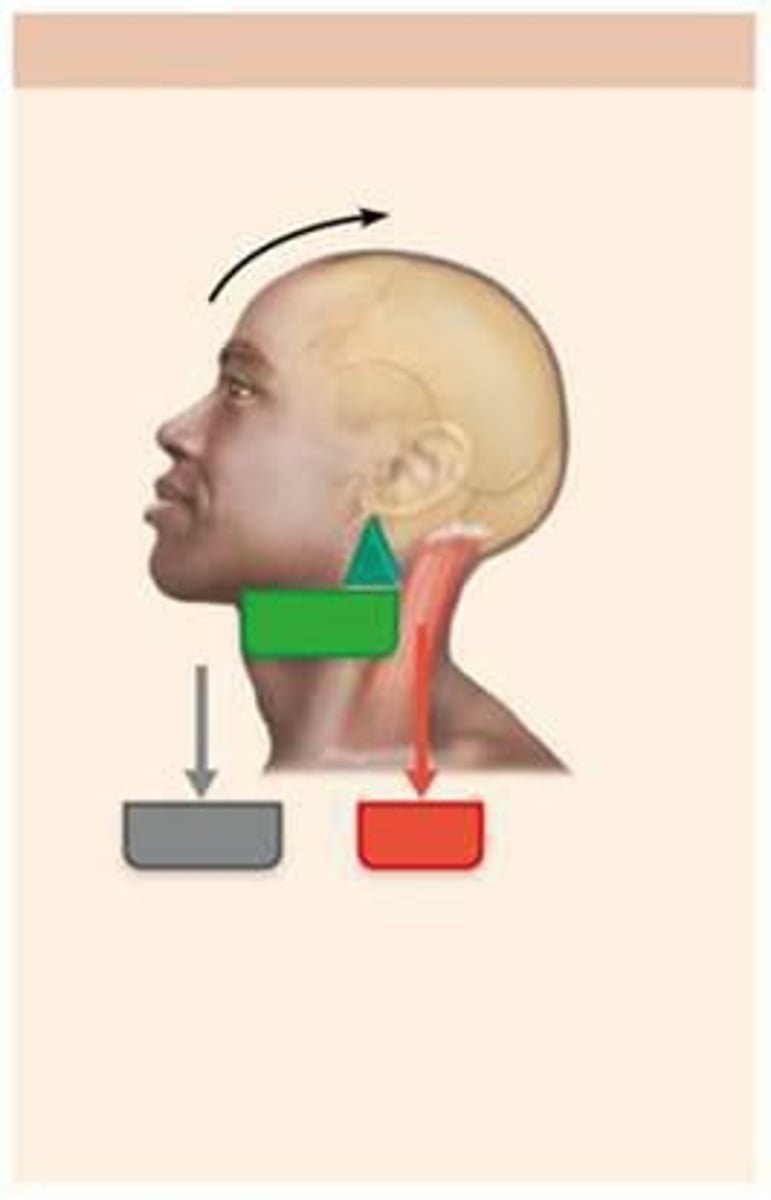 <p>It raises the head off the chest, with the posterior neck muscles providing the effort, the atlanto-occipital joint as the fulcrum, and the facial skeleton as the load.</p>