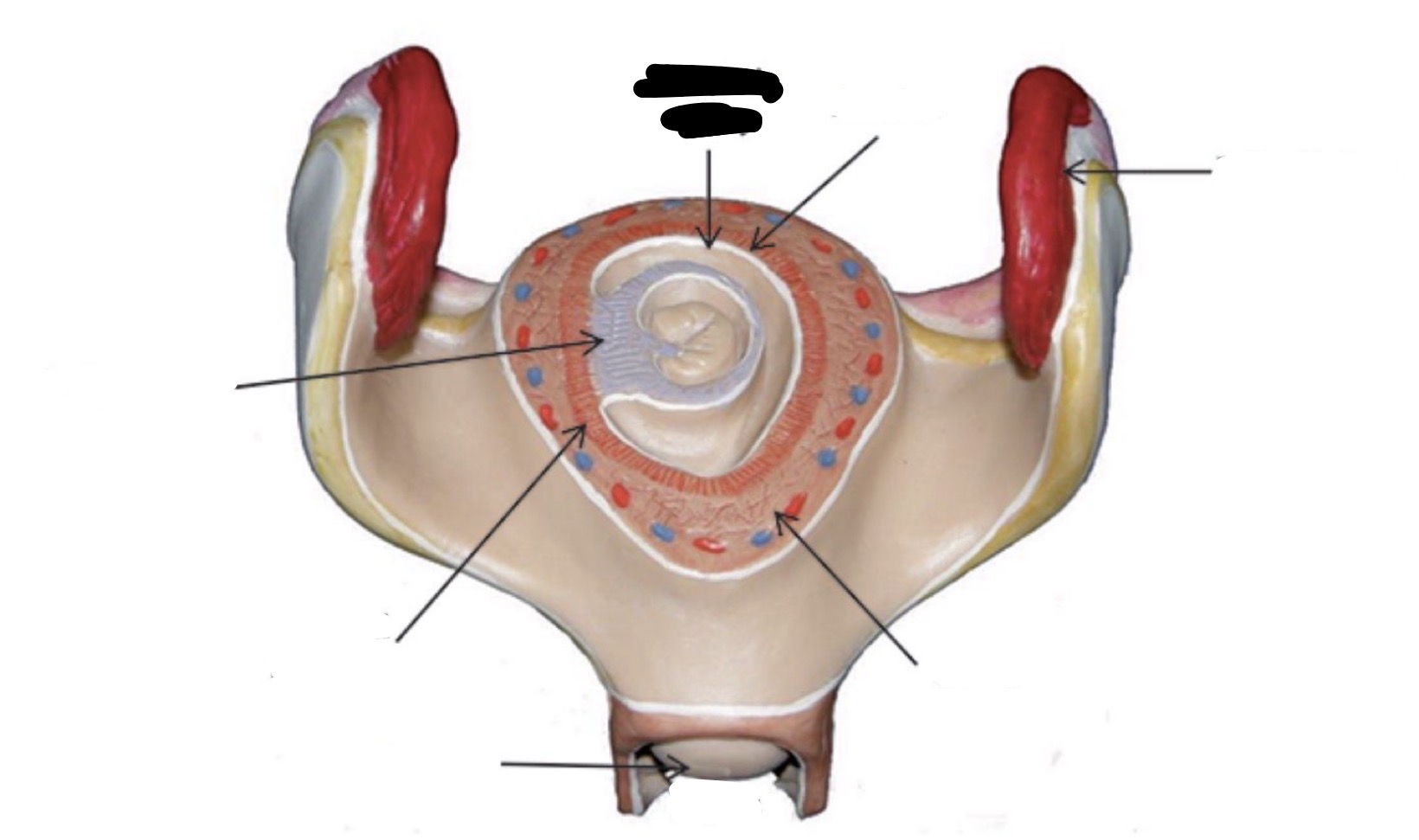 term image