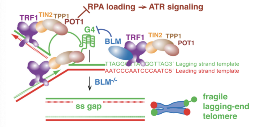 <p>TTAGGG repeats forming 4 stranded DNA structures where 4 guanines pair in one plane - 3 guanine rich planes stack on top of one another to form G-quartets</p><ul><li><p>G-quartets stall replication forks - TRF1 recruits BLM (Bloom helices) to rescue these forks </p></li></ul><p></p>