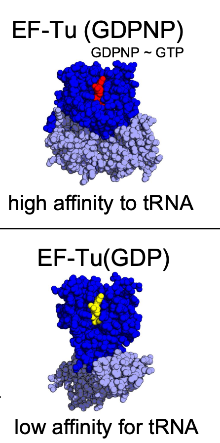 <ul><li><p>the configuration of elongation factors is different when it is associated w/ GDP vs. an analog of GDP</p></li><li><p>when EF-Tu elongation factor is bound to GDP, there’s high affinity to charged tRNA</p></li></ul><p></p>