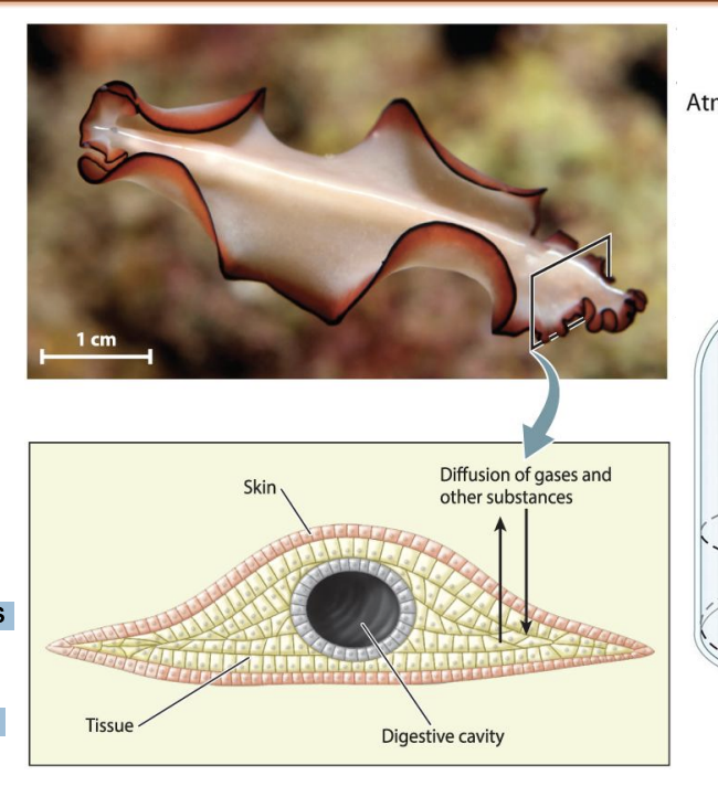 <ul><li><p><span style="background-color: inherit; line-height: 19.55px; color: windowtext;">Diffusion: movement of molecules from higher concentration to lower concen</span><span style="line-height: 19.55px; color: windowtext;">&nbsp;</span></p><ul><li><p class="Paragraph SCXO238979296 BCX0" style="text-align: left;"><span style="background-color: inherit; line-height: 19.55px; color: windowtext;">Gas Molecule when present in high concen -> collide with each other through random motion (bronian motion) -> collide and contain kinetic energy -> move farther from the point of origin</span><span style="line-height: 19.55px; color: windowtext;">&nbsp;</span></p></li></ul></li></ul><p></p>