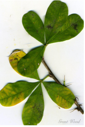<p>Globe caragana leaf?</p>