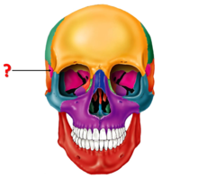 <p>Identify this bone.</p>