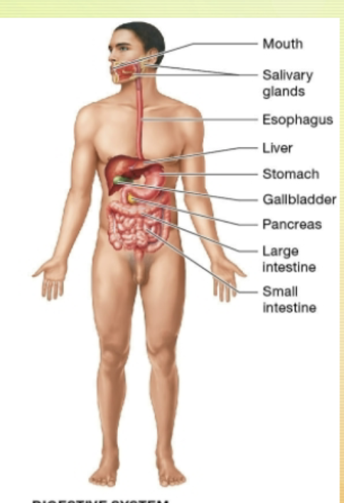 <p>Digestive system</p>