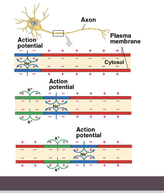 <p><strong>Under normal physiological conditions, an action potential does not travel back toward the cell body</strong><span>; it propagates in only one direction, from the cell body (axon hillock) to the terminal. This unidirectional flow is guaranteed by the </span><strong>refractory period</strong><span>, during which the recently activated sodium channels are inactive and cannot reopen</span></p>