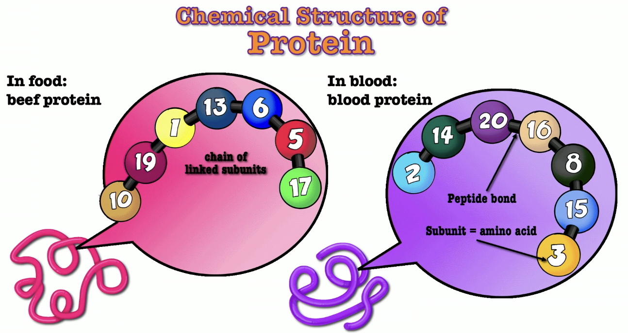 <ul><li><p>many different types of proteins</p></li><li><p>all proteins contained Nitrogen</p></li><li><p>a source of Nitrogen was essential in the diet</p></li></ul><p></p>