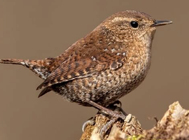 <p>What Bird species is this?</p>