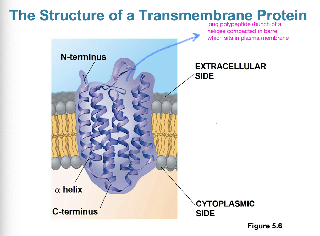 <ul><li><p>most membrane proteins are amphipathic</p></li><li><p>determine most of the membranes specific functions</p></li><li><p>integral proteins: penetrate hydrophobic interior of lipid bilayer (also called transmembrane proteins)</p></li><li><p>peripheral proteins: loosely bound to surface of membrane (not actually embedded, could be hydrophilic)</p></li></ul><p></p>