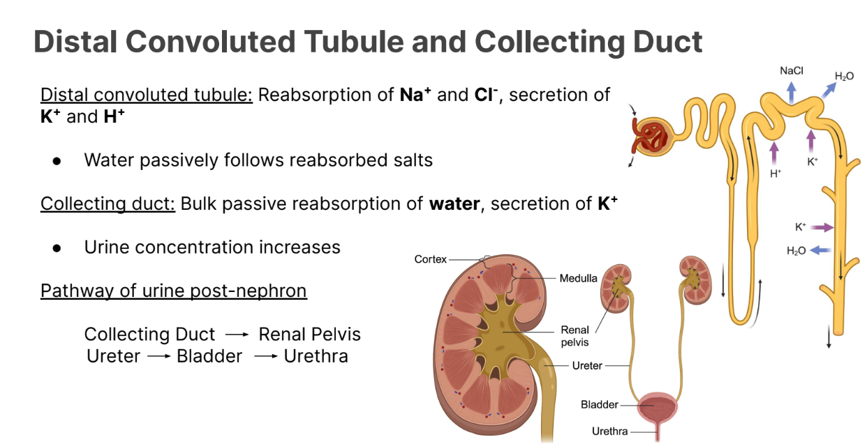 <p><strong>Collecting Duct → </strong>renal pelvis → Ureter → Bladder → Urethra</p>