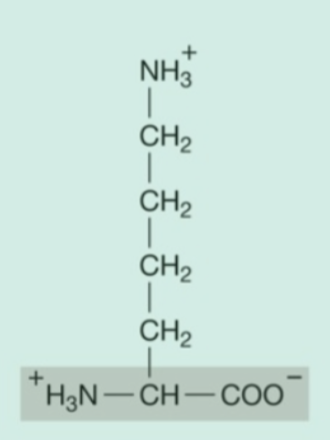 <p><strong>Hydrophilic</strong> (<strong>Polar</strong>) Amino Acids: <strong>Basic</strong></p>