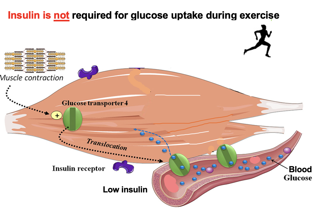 <p>Muscle contraction → Ca²⁺ released from the <strong>sarcoplasmic reticulum (SR)</strong> into the <strong>sarcoplasm</strong> → ↑ intracellular Ca²⁺ → activates Ca²⁺-dependent pathways (CaMK, AMPK) → GLUT4 translocates to the membrane → ↑ glucose uptake <strong>independent of insulin</strong></p>