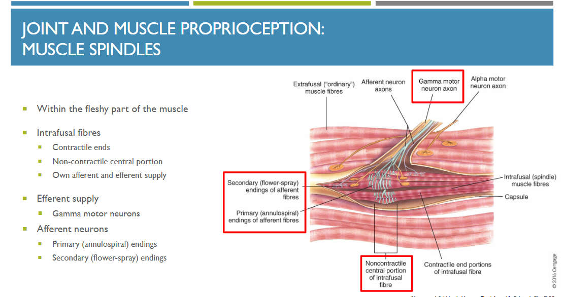 <p>Muscle spindles are modified muscle fibres with contractile ends, innervated by (efferent) gamma motor neurons, and a non-contractile centre that detects length and speed of stretch in the muscle</p>