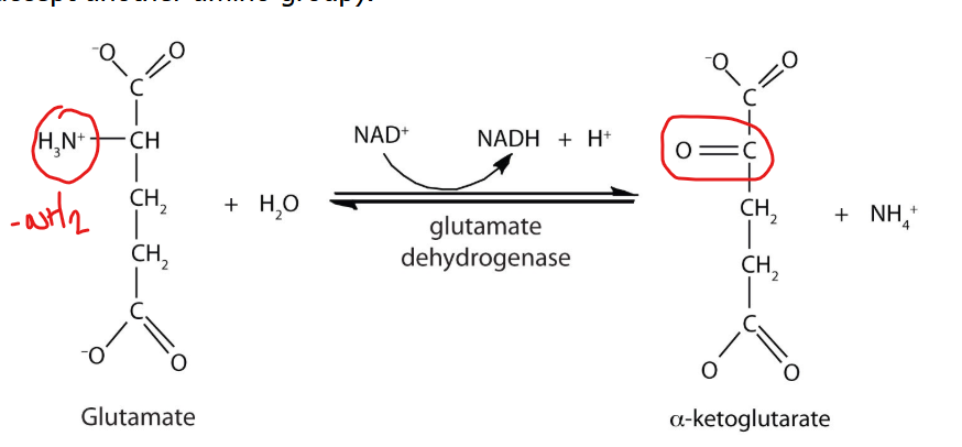 <p>he structural difference between an alpha keto acid and the amino acid counterpart allows it to have profound metabolic implications, as it allows for the reversible interconversion between amino acids and TCA cycle intermediates.</p><p>What is an example of this using glutamate?</p>
