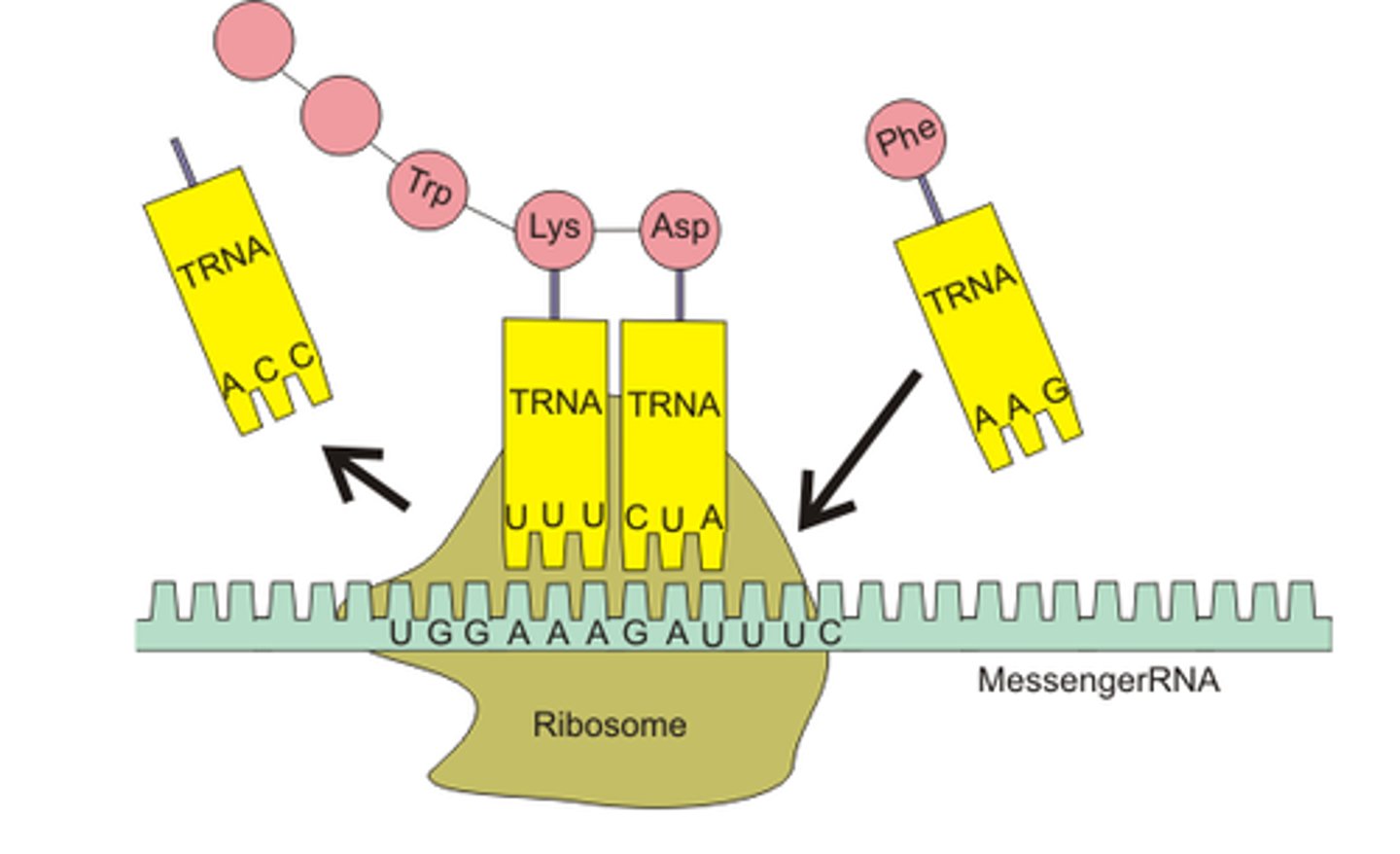 <p>site of protein synthesis</p>