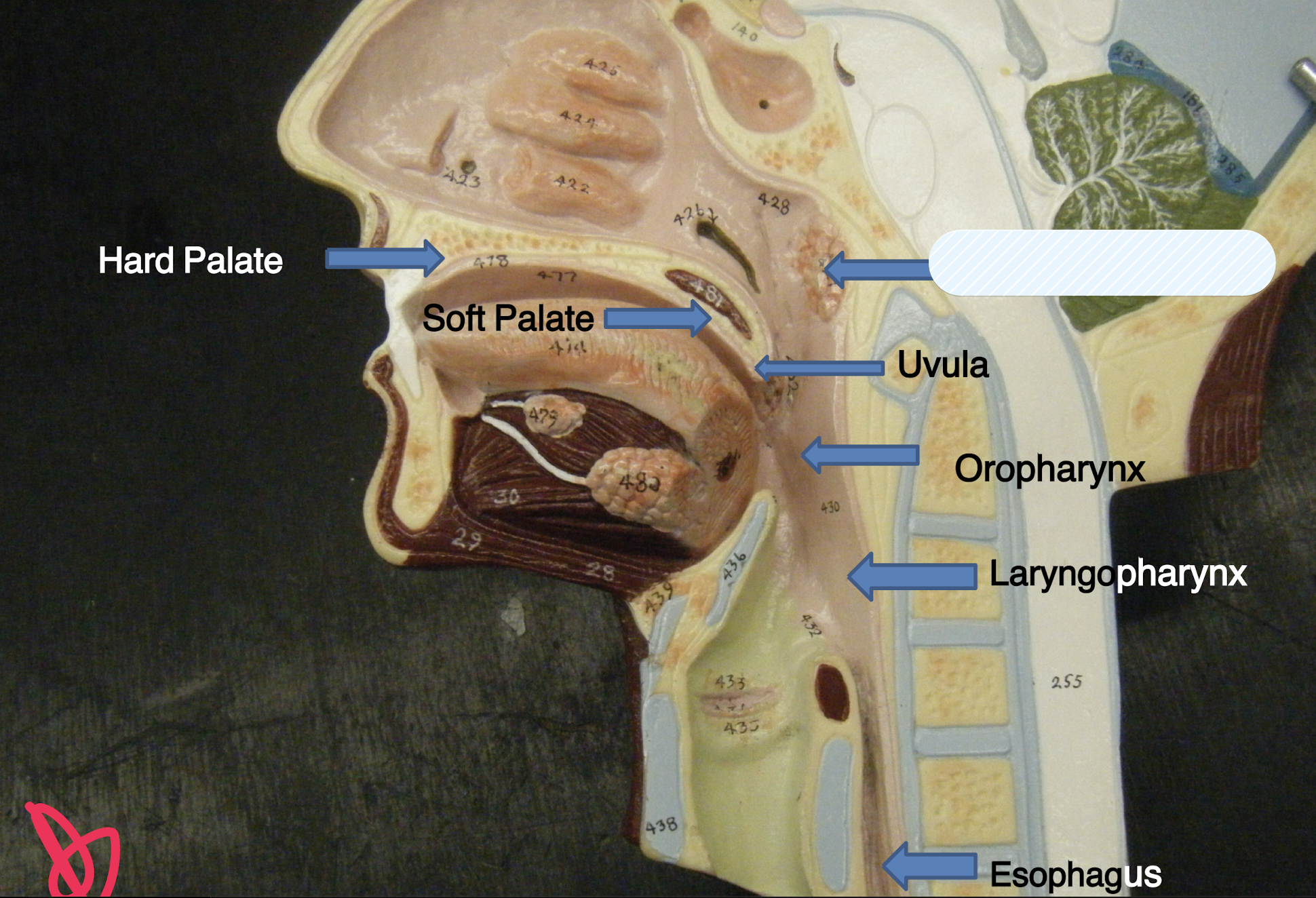 knowt flashcard image