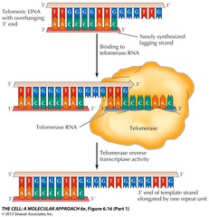 <p>Enzymes that replace/repair telomeres by adding back onto the degraded DNA strand.</p><p>1) Expressed in rapidly dividing cells</p>