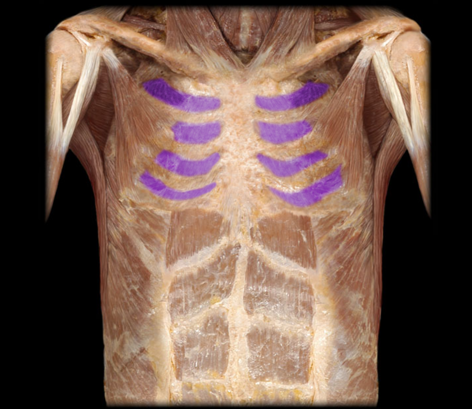 <p>elevate ribs </p>