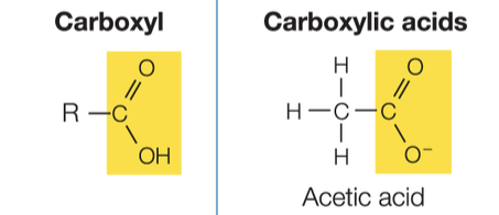 <p>Carboxyl</p>