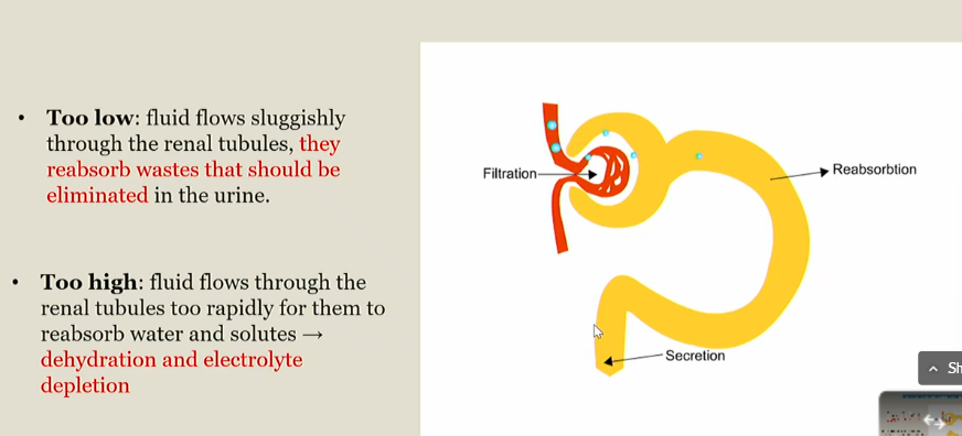 <p>Fluid flow fast through the renal tubules, and they cant reabsorb water and solutes</p><p></p><p>Leads to dehydration and electrolyte depletion</p>