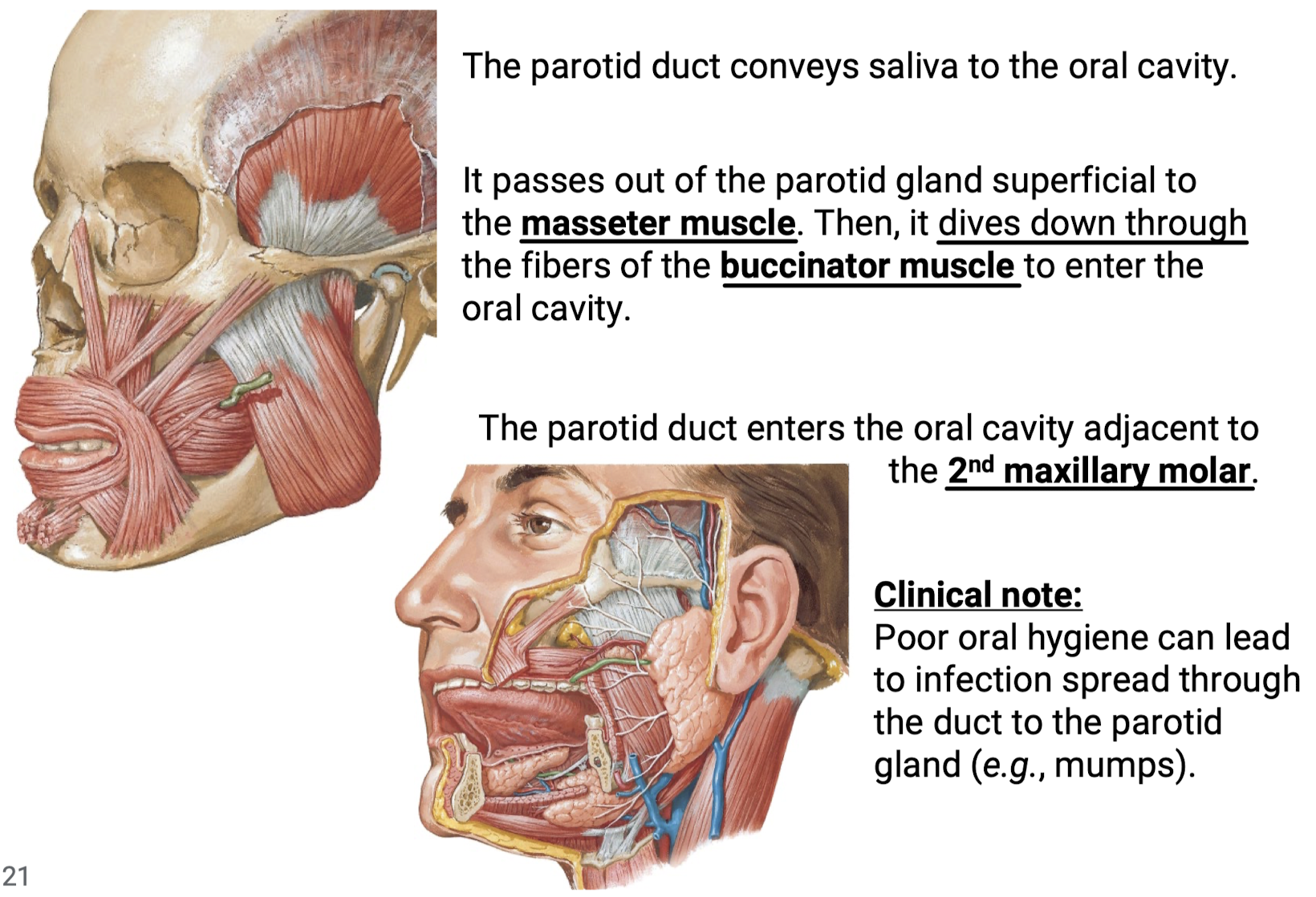 <p>It passes out of the parotid gland superficial to the masseter muscle. Then it dives down through the fibers of the buccinator muscle to enter the oral cavity. The parotid duct enters the oral cavity adjacent to the 2nd maxillary molar.</p><p>Clinical Significance: Poor oral hygiene can lead to infection spread through the duct to the parotid gland (e.g., mumps).</p>