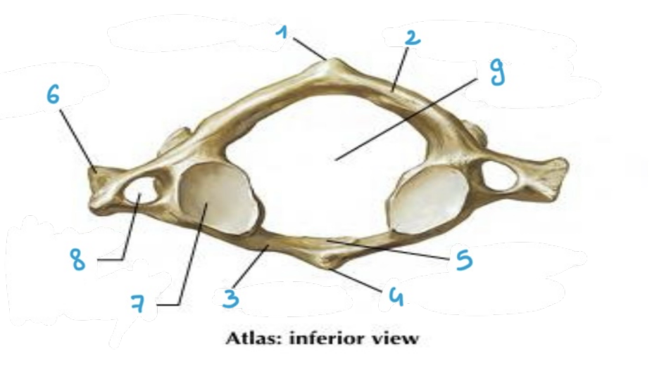 <p>identify structure #7 of the <strong>atlas</strong> vertebrae (inferior)</p>