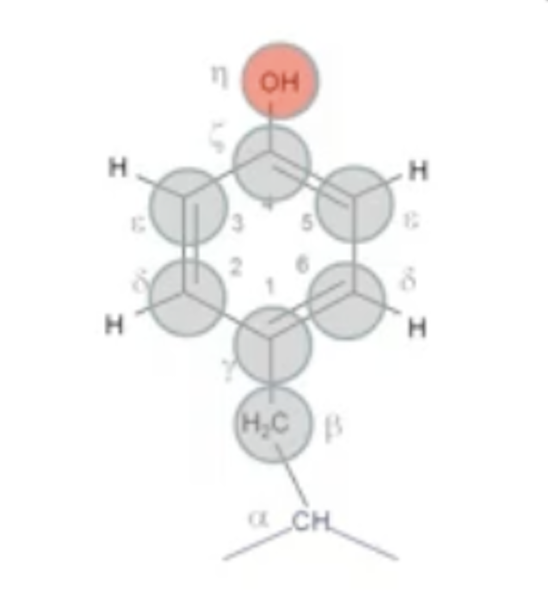 <p>Y<br>Aromatic, Largely Non-polar, -OH group</p>
